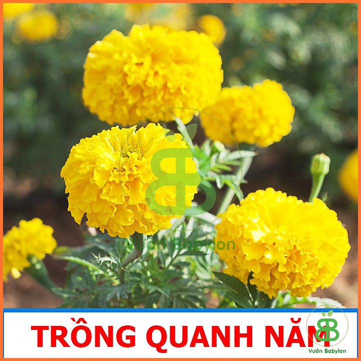 Hạt Giống Hoa Vạn Thọ Lùn Vàng Chanh RADO 3
