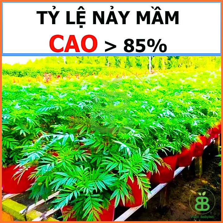 Hạt Giống Hoa Vạn Thọ Lùn Vàng Chanh RADO 2