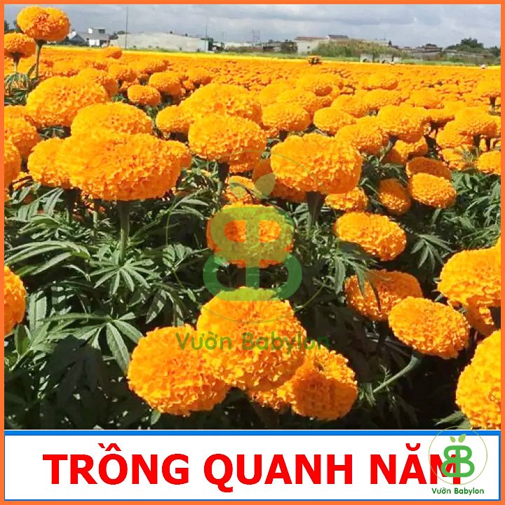 Hạt Giống Cúc Vạn Thọ Pháp Lùn Cam Đậm 2