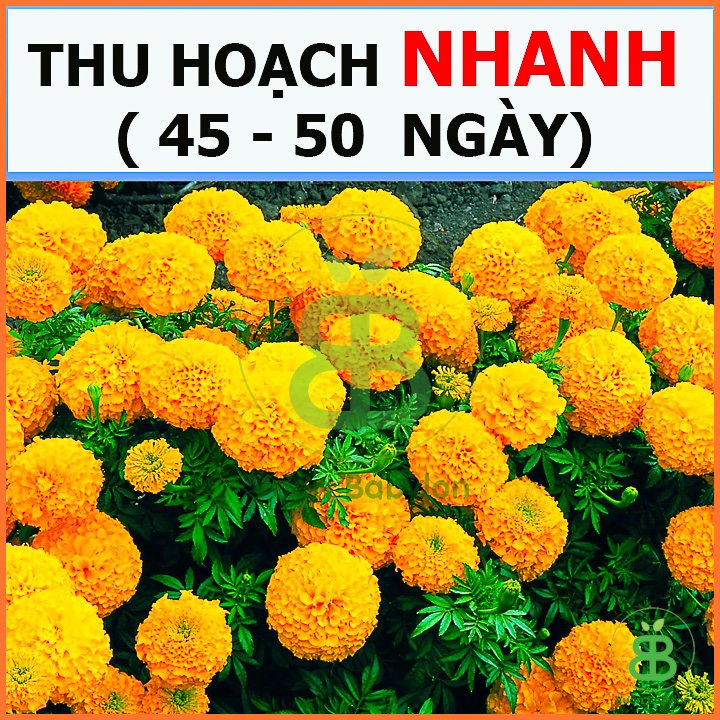 Hạt Giống Cúc Vạn Thọ Pháp Lùn Cam Đậm 3