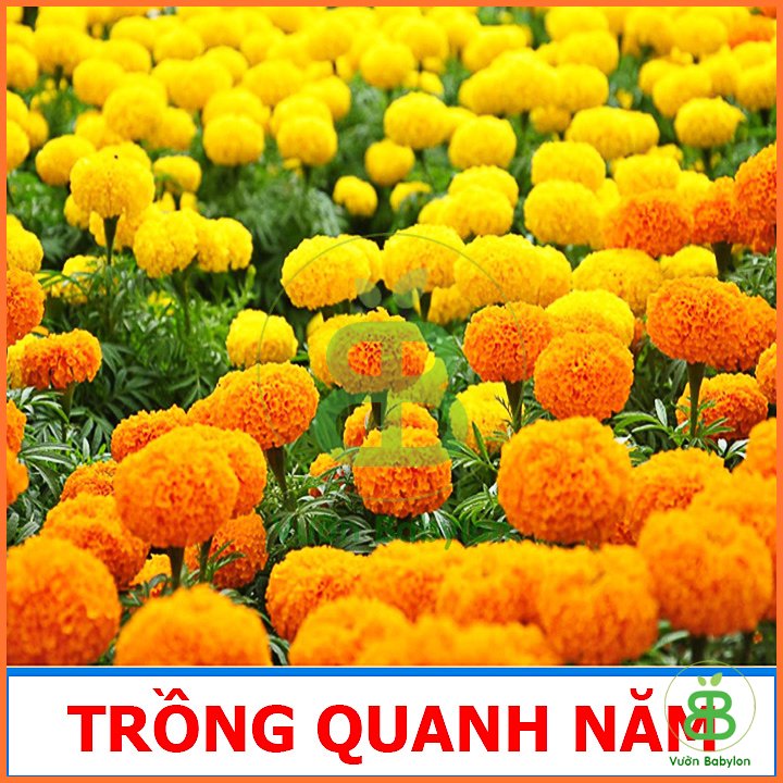Hạt Giống Hoa Vạn Thọ Cao RADO 2