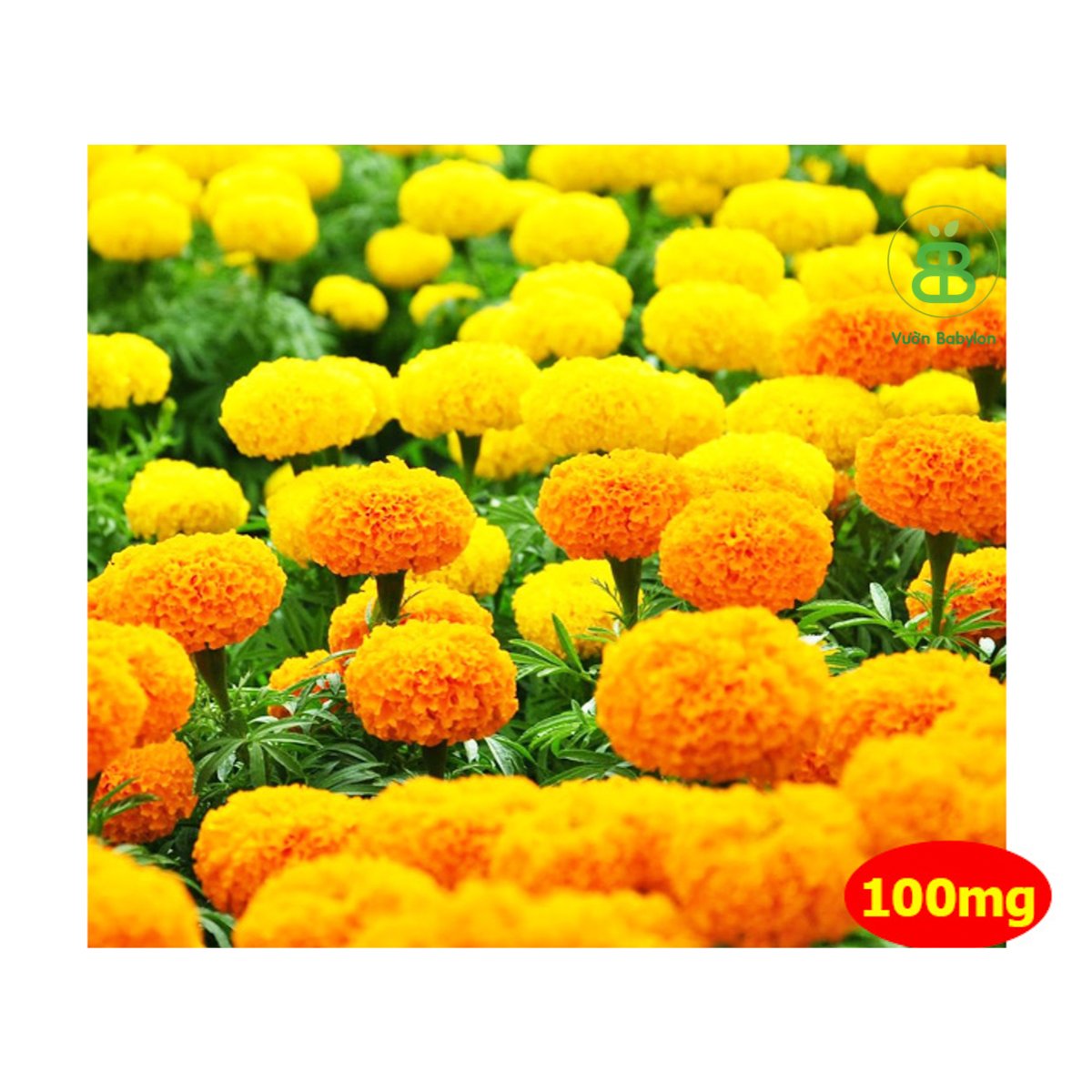Hạt Giống Hoa Vạn Thọ Cao RADO