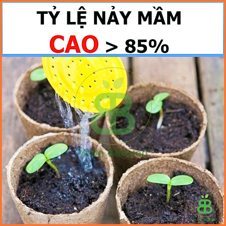 Hạt Giống Hoa Hướng Dương Cam FVN 2