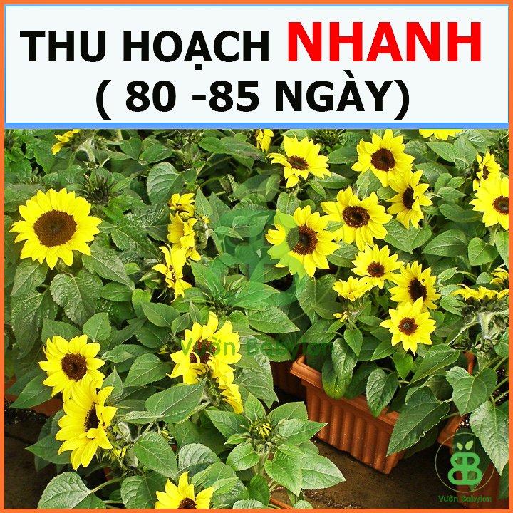 Hạt Giống Hoa Hướng Dương Cam FVN 3