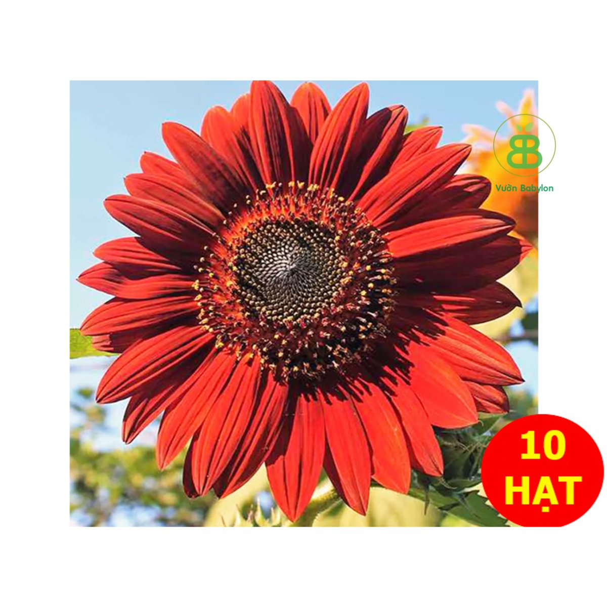 Hạt Giống Hoa Hướng Dương Đỏ RADO