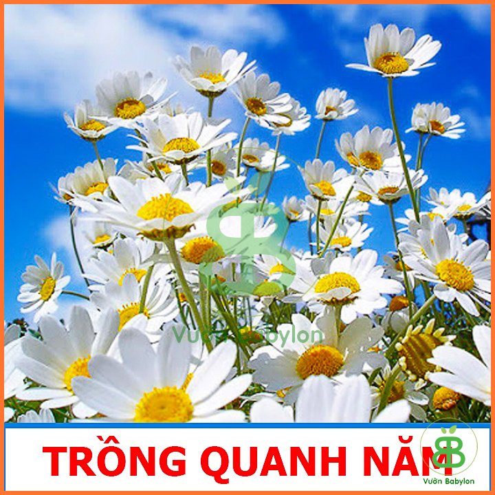 Hạt Giống Cúc Họa Mi RADO 2