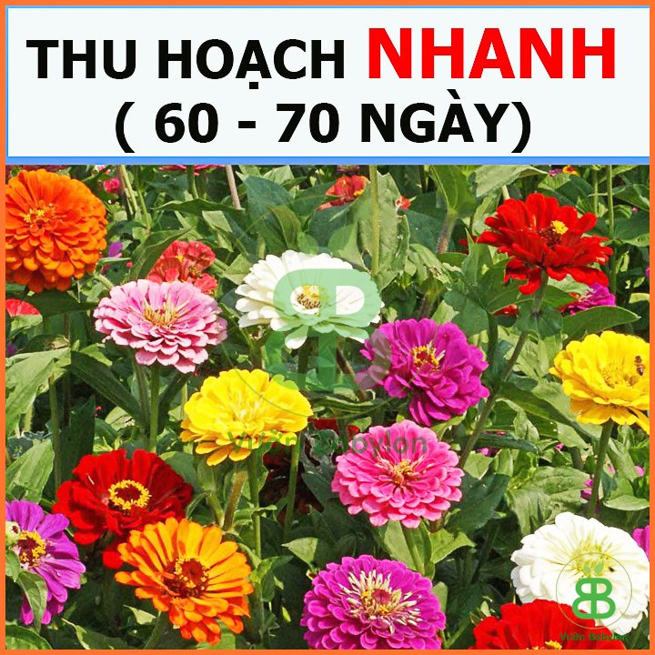 Hạt Giống Hoa Cúc Lá Nhám RADO 2