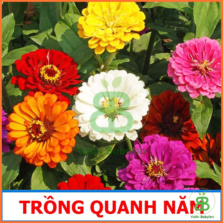 Hạt Giống Hoa Cúc Lá Nhám RADO