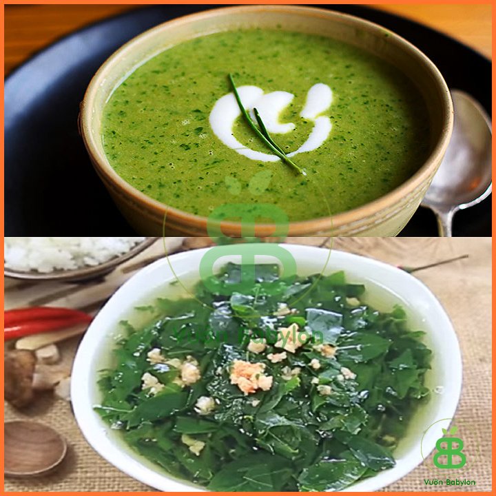 Hạt Giống Rau Ngót RADO 1gr 3