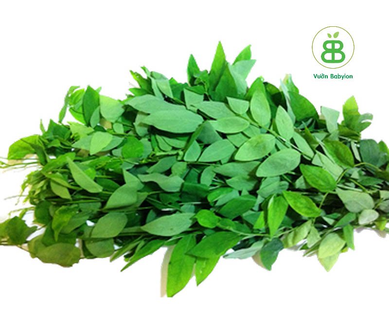 Hạt Giống Rau Ngót RADO 1gr
