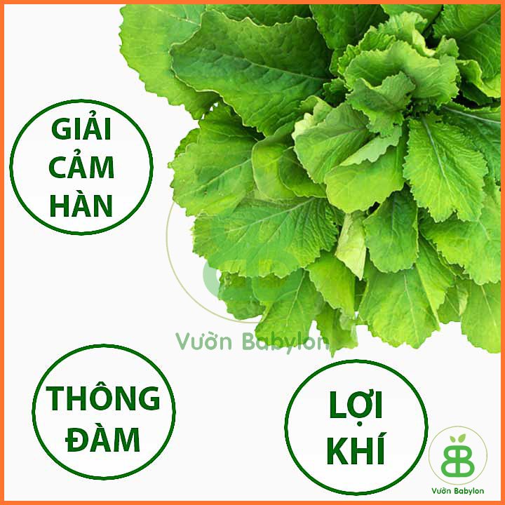 Hạt Giống Cải Bẹ Xanh Mỡ Ăn Non RADO 20Gr 3