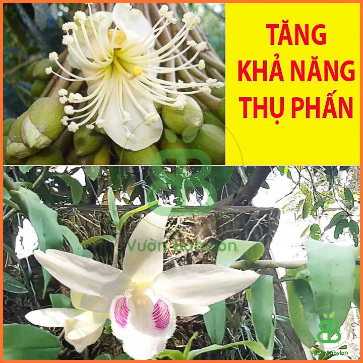 Phân Bón Lá Amino Quelant 100ml Chống Rụng Trái, Thối Nhũn 3