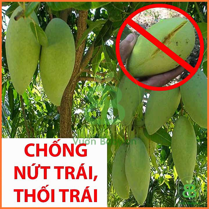 Phân Bón Lá Amino Quelant 100ml Chống Rụng Trái, Thối Nhũn 2