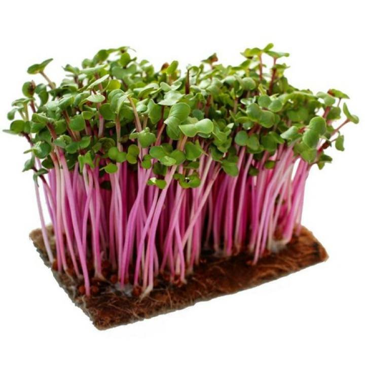 Hạt Giống Mầm Củ Cải Đỏ Giòn, Ngọt, Dinh Dưỡng Cao – Gói 30G – 100G