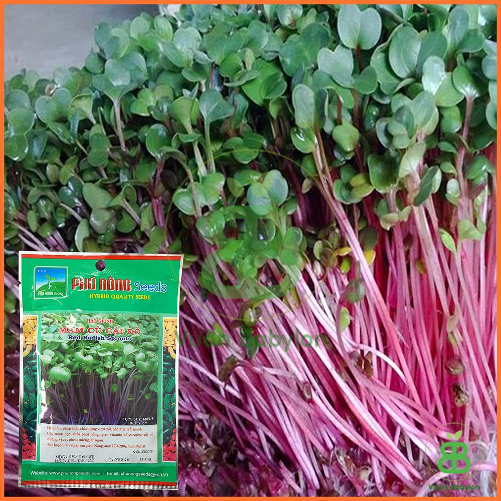 Hạt Giống Mầm Củ Cải Đỏ Giòn, Ngọt, Dinh Dưỡng Cao – Gói 30G – 100G 3