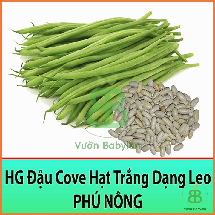 Hạt Giống Đậu Cove Dạng Leo 4 Mùa 10gr – PN 3