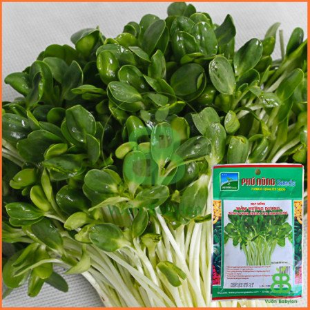Hạt Giống Mầm Hướng Dương 50gr – PN 3