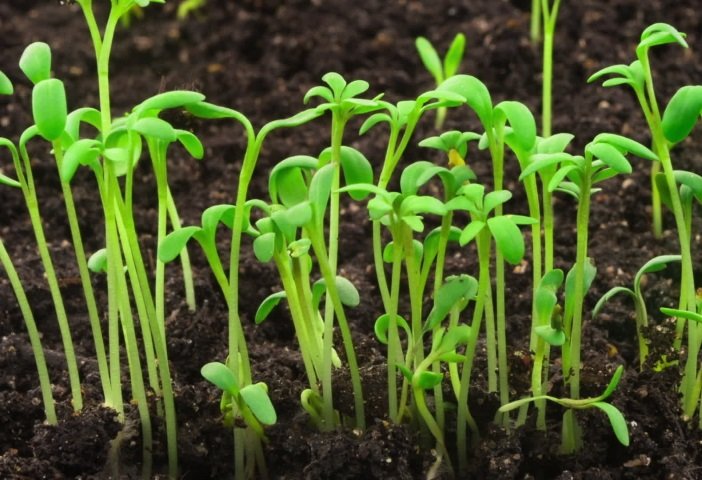 Hạt Giống Rau Mầm Rau Muống