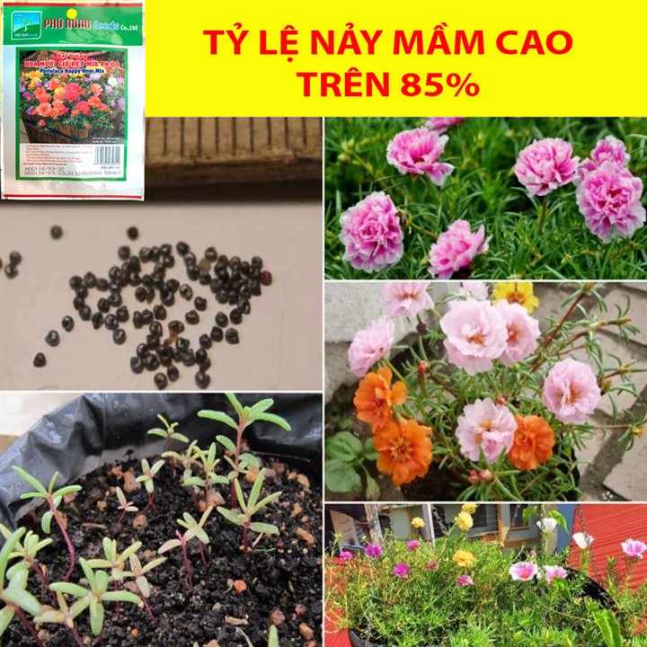 Hạt Giống Hoa Mười Giờ 50 Hạt Nhiều Màu 3