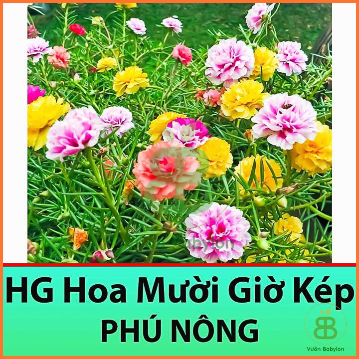 Hạt Giống Hoa Mười Giờ 50 Hạt Nhiều Màu