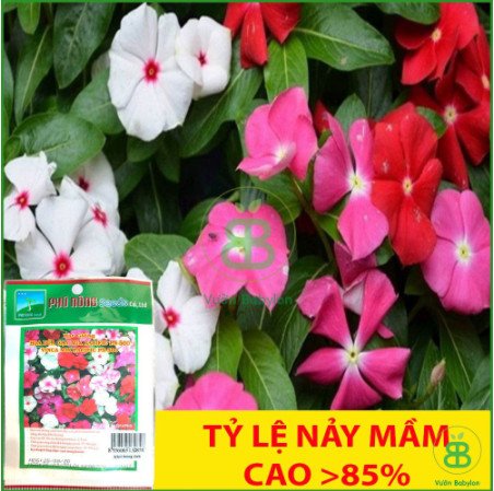 Hạt Giống Hoa Dừa Cạn Mix – Nảy Mầm Cao – Sạch Bệnh – Nhiều Màu 3