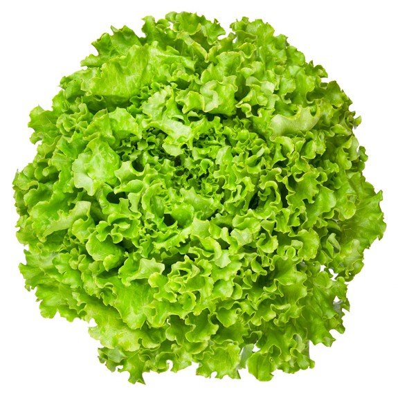 Hạt Giống Xà Lách Xoăn 5Gr Chịu Nhiệt, Dễ Trồng