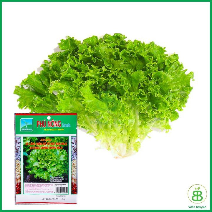 Hạt Giống Xà Lách Xoăn 5Gr Chịu Nhiệt, Dễ Trồng 2