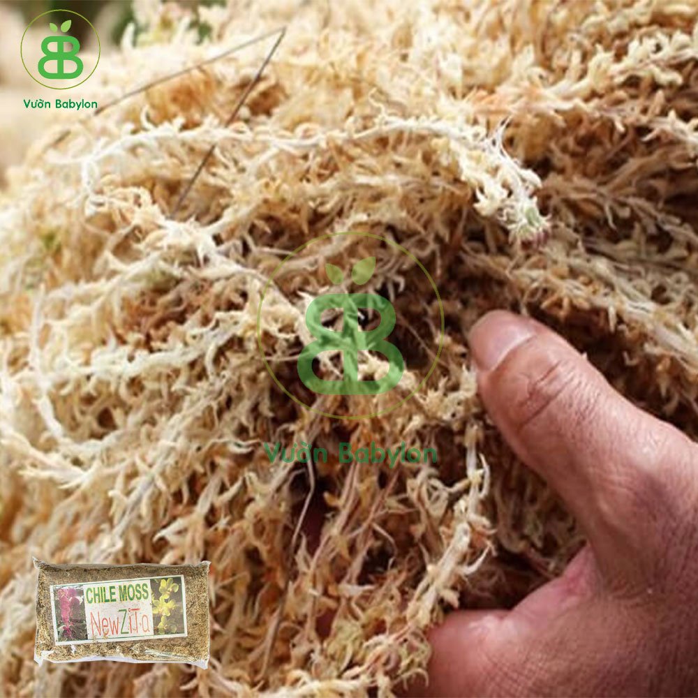 Dớn Chile (Dớn mem) Giá Thể Trồng Lan 100Gr 2