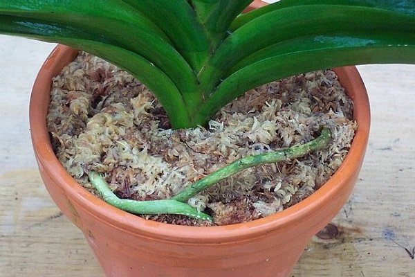 Dớn Chile (Dớn mem) Giá Thể Trồng Lan 100Gr 3