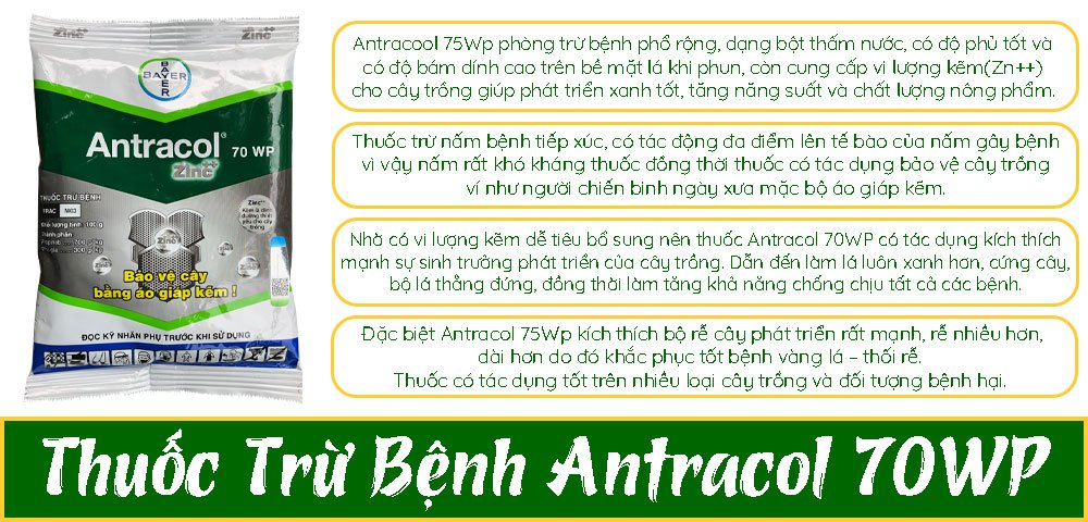 Thuốc Antracol 70WP Gói 100Gr – Chuyên Trừ Các Loại Nấm Bệnh Phổ Rộng 2