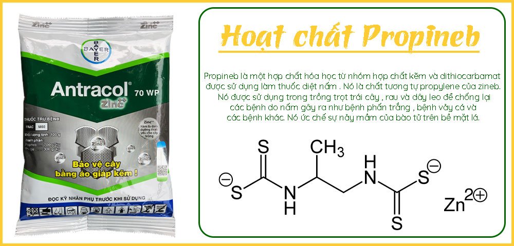 Thuốc Antracol 70WP Gói 100Gr – Chuyên Trừ Các Loại Nấm Bệnh Phổ Rộng