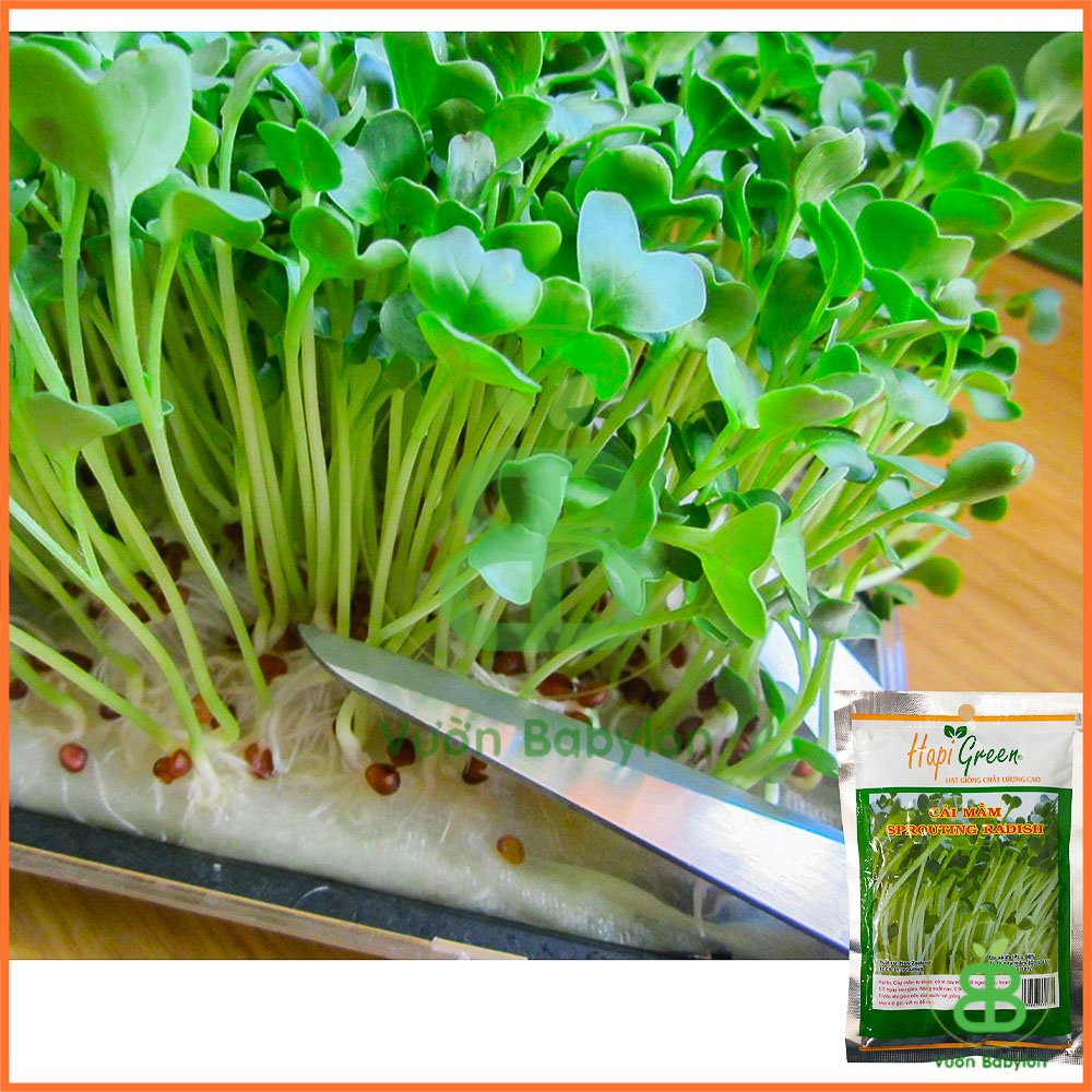 Hạt Giống Rau Mầm Cải Ngọt Gói 30G – 50G – 100G – 120G