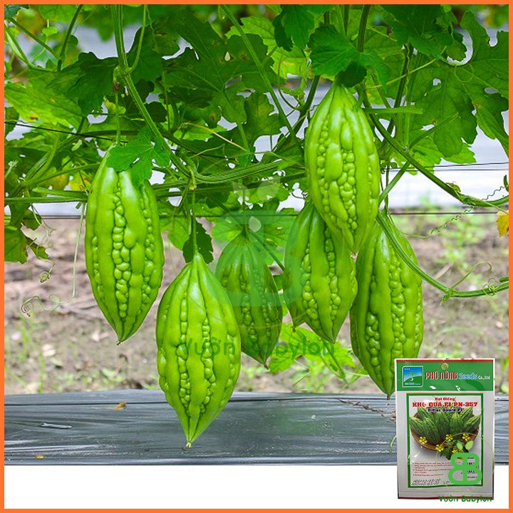 Hạt Giống Khổ Qua (Mướp Đắng) Phú Nông 357 3
