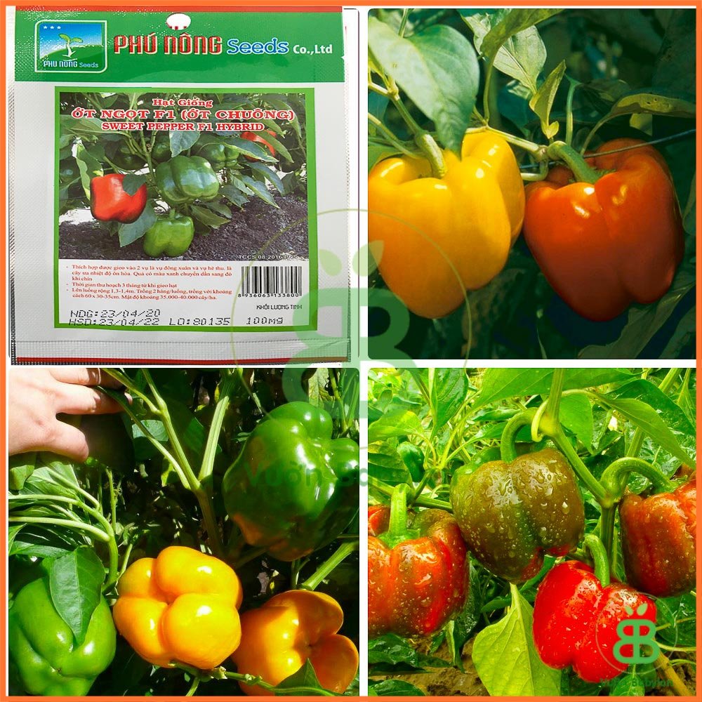 Hạt Giống Ớt Chuông 0,2Gr 3