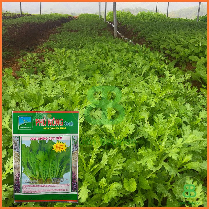 Hạt Giống Cúc Nếp (Tần Ô Lá Tròn) 20Gr 3