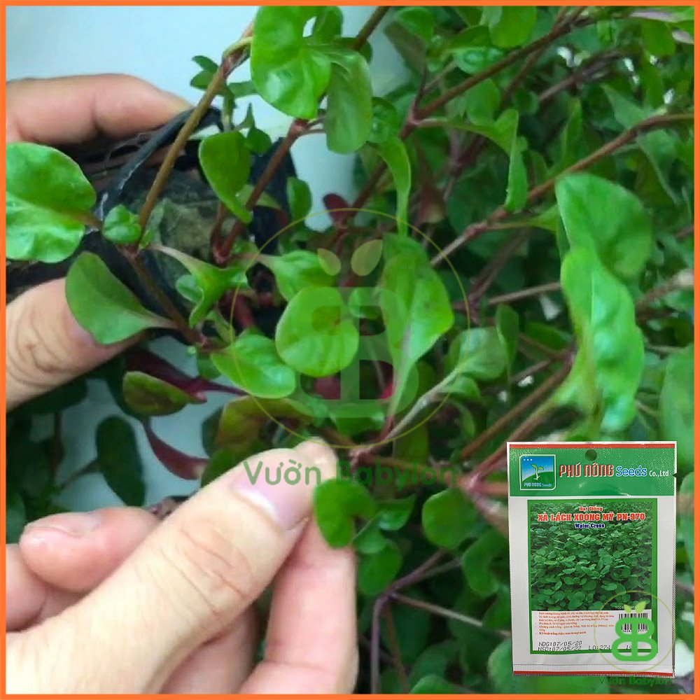 Hạt Giống Xà Lách Xoong Mỹ 1Gr 2