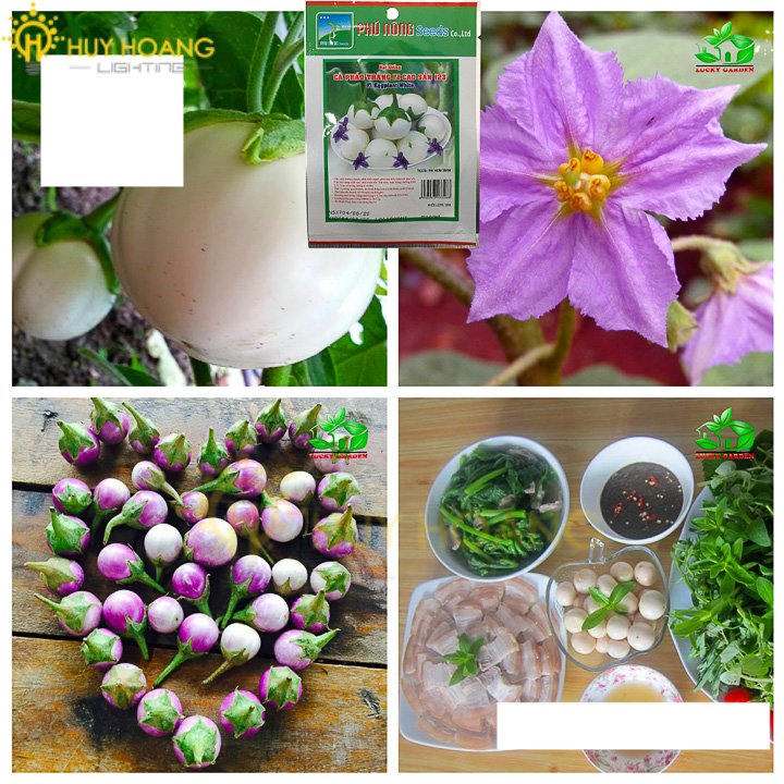 Hạt Giống Cà Pháo Trắng 2