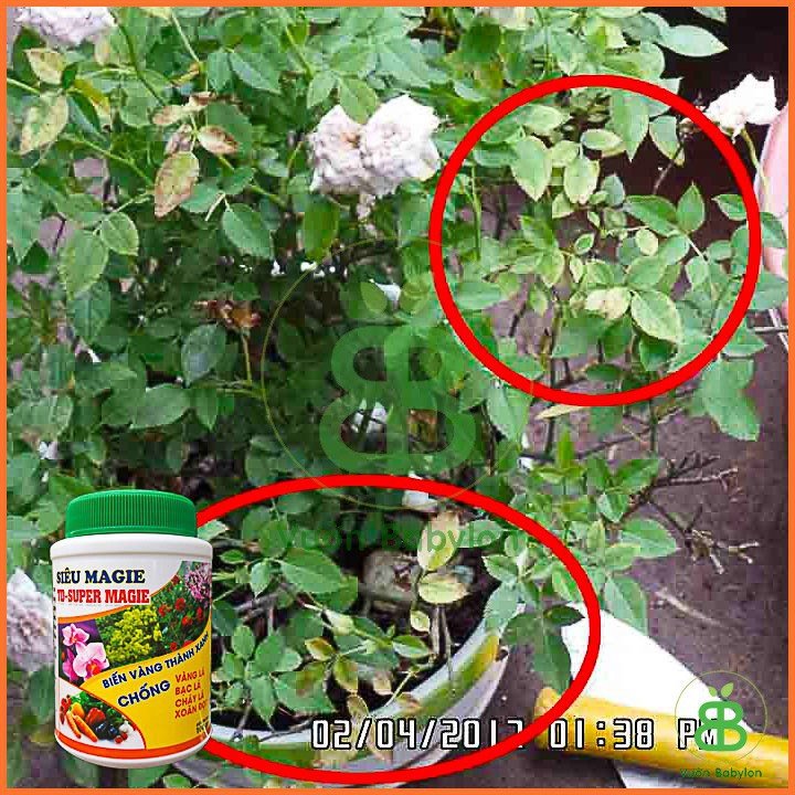 Phân Bón Siêu Magie Thiên Di – Super Magie – Biến Vàng Thành Xanh