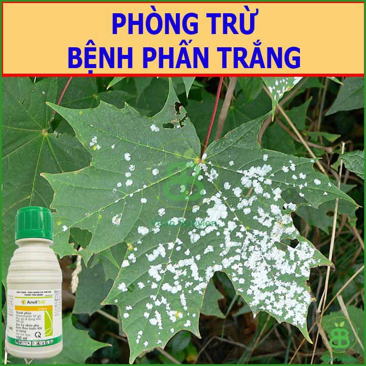 Thuốc Trừ Bệnh ANVIL 5SC 100ML – Đặc trị bệnh Rỉ Sắt, Thán Thư 3