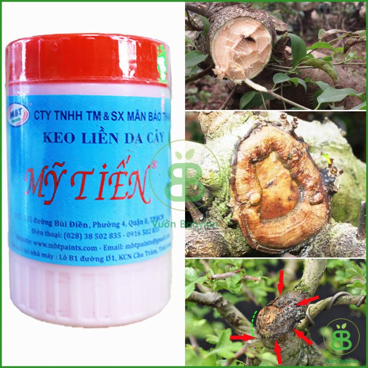 Keo Liền Sẹo Mỹ Tiến 225G – Keo liền da cây nhanh chóng 3