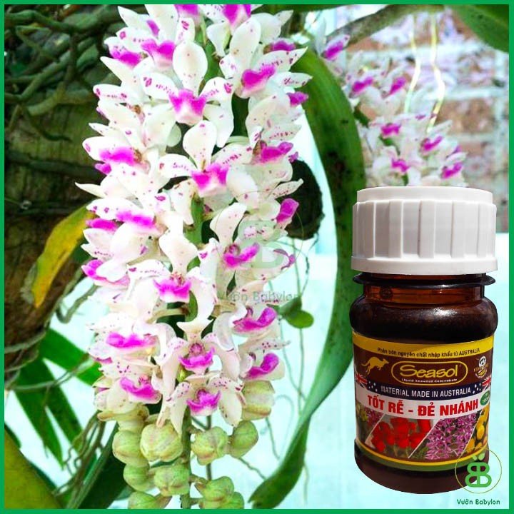 Phân Bón Tảo Biển Seasol Cho Lan Tốt Rễ – Đẻ Nhánh 3