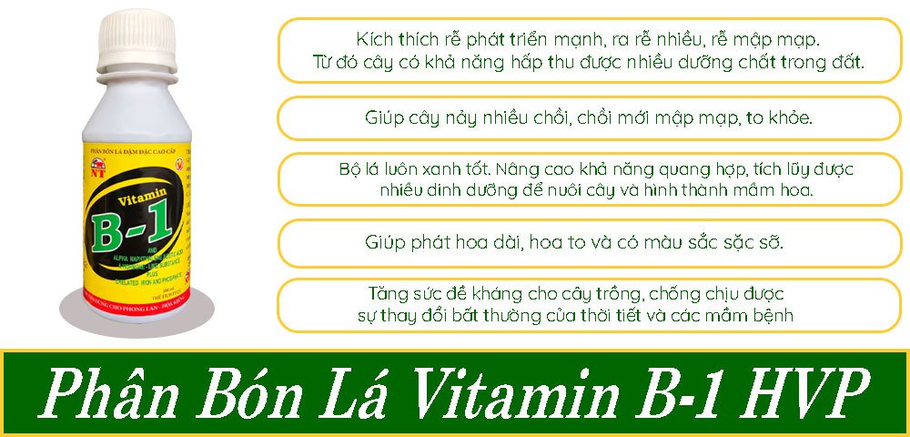Phân Bón Lá Vitamin B1 HVP Siêu Đậm Đặc – Rễ Phát Triển Nãy Chồi Nhiều 3