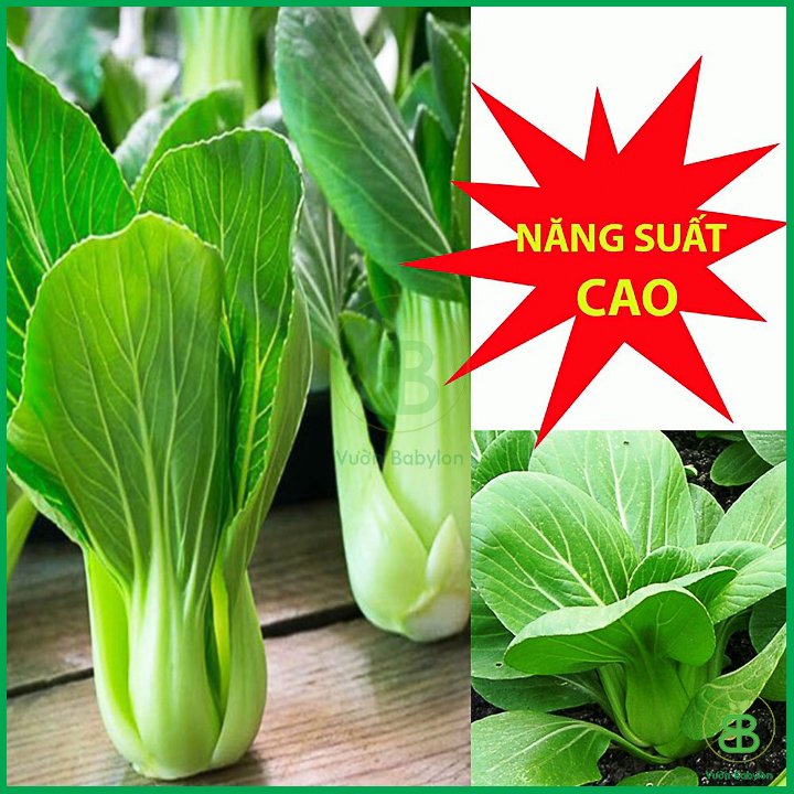 Hạt Giống Cải Thìa – Rau Cải 20Gr Bẹ Lớn, Ngọt 3