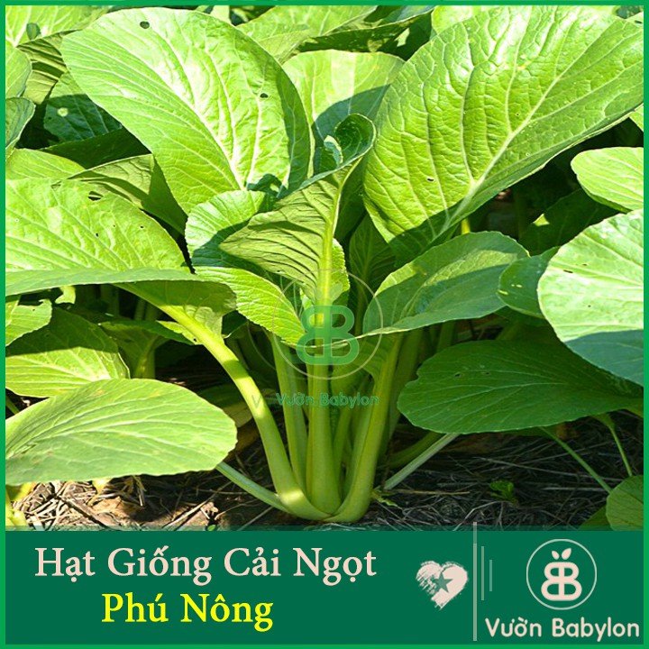 Hạt Giống Cải Thìa – Rau Cải 20Gr Bẹ Lớn, Ngọt