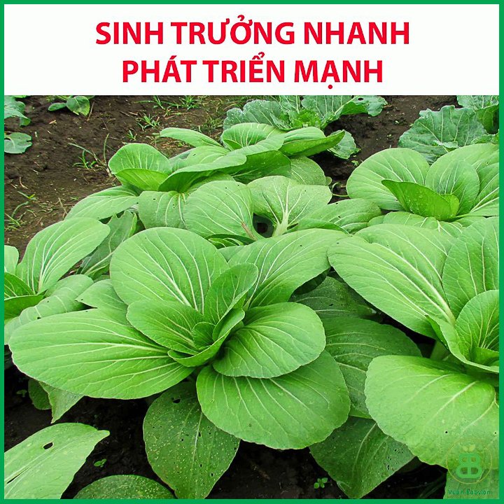 Hạt Giống Cải Thìa – Rau Cải 20Gr Bẹ Lớn, Ngọt 2