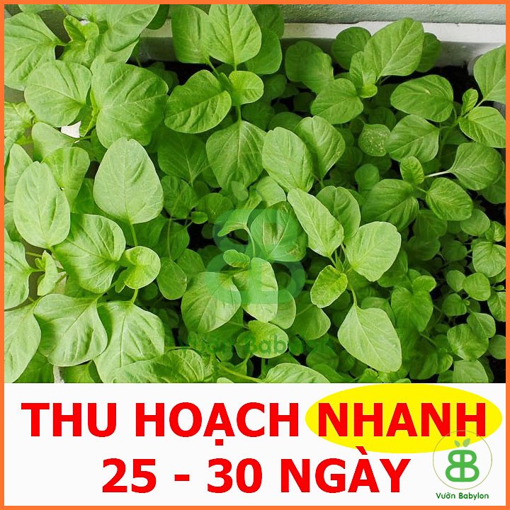 Hạt Giống Rau Dền Xanh 20Gr 2
