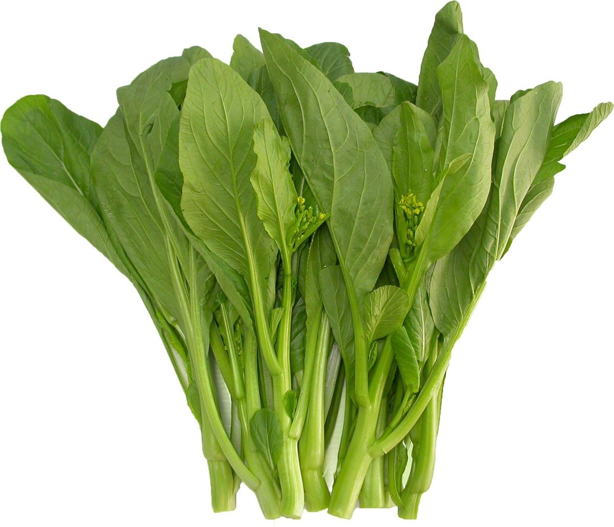 Hạt Giống Cải Ngồng Mập (Cải Ngọt Ăn Bông) 20Gr