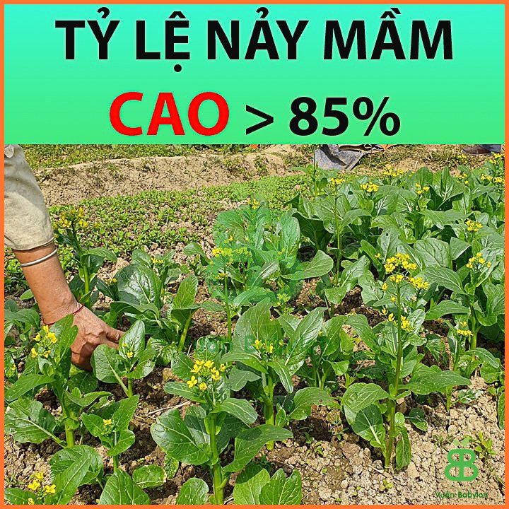 Hạt Giống Cải Ngồng Mập (Cải Ngọt Ăn Bông) 20Gr 2