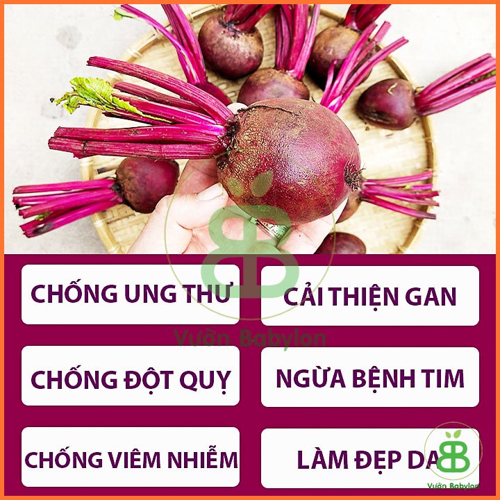 Hạt Giống Củ Dền Đỏ 5Gr 3