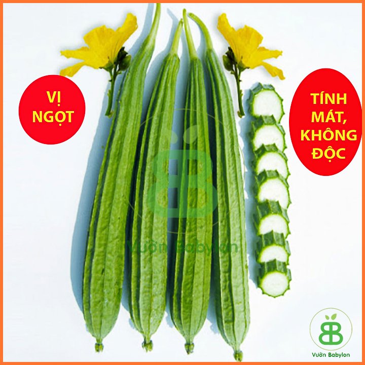 Hạt Giống Mướp Khía
